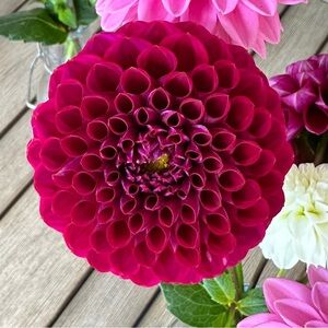 Ivanetti Dahlia Tuber - 1 tuber